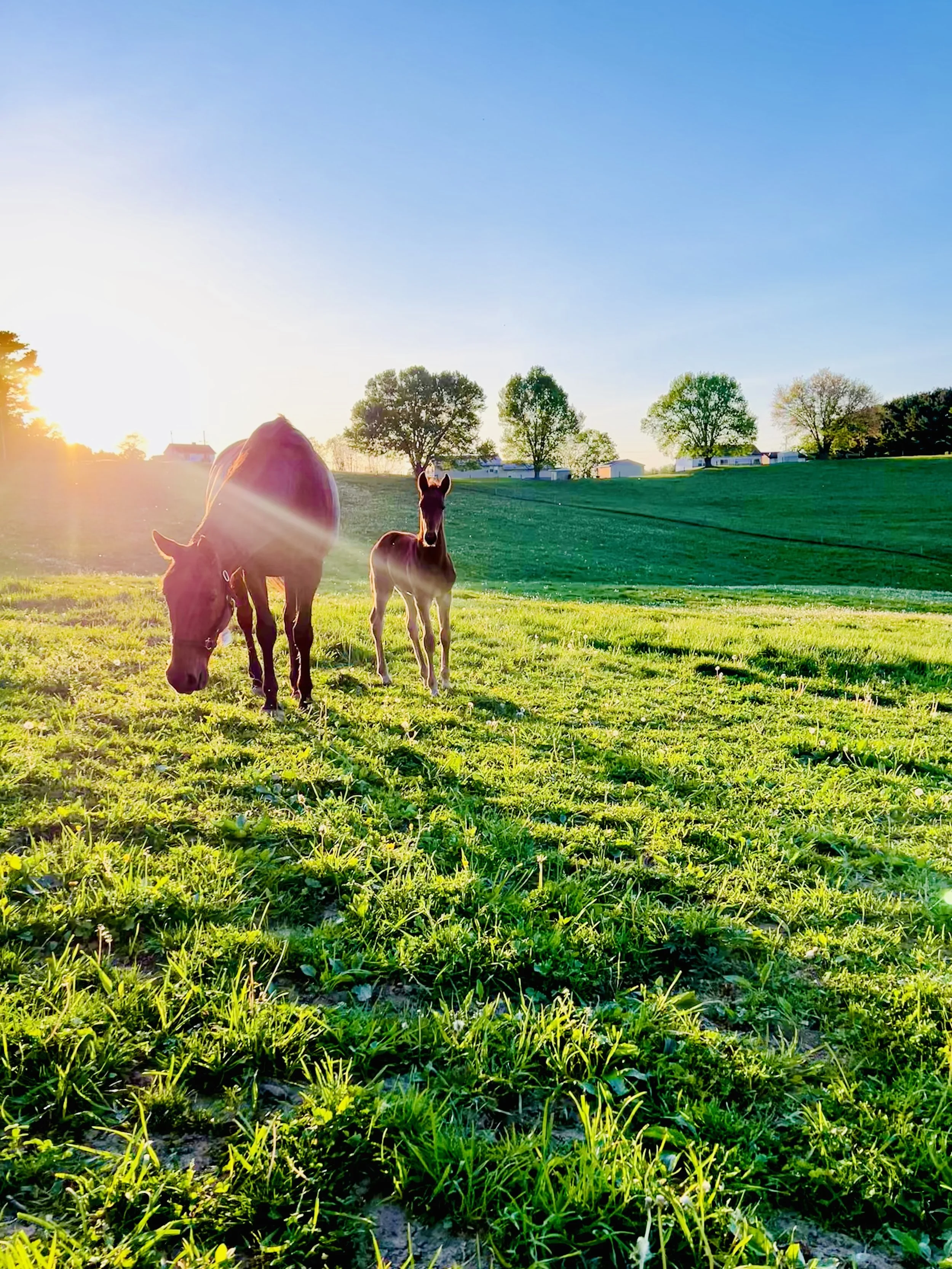 k’s farms KS Farming